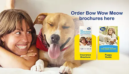 Bow Wow Meow Trade Brochures